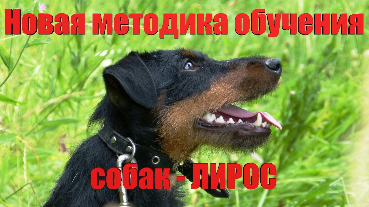 техника дрессировки собак техника дрессировки собак